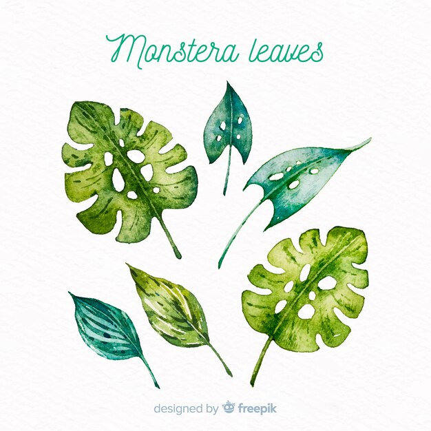 Watercolor monstera leaves