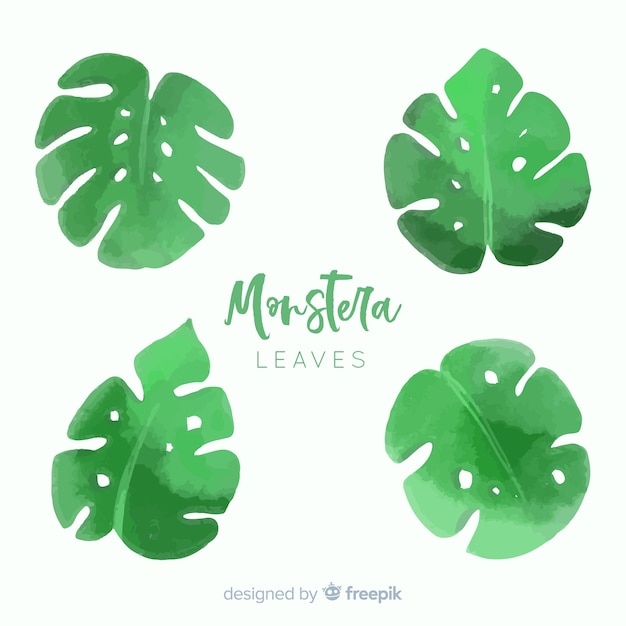 Free vector watercolor monstera leaves