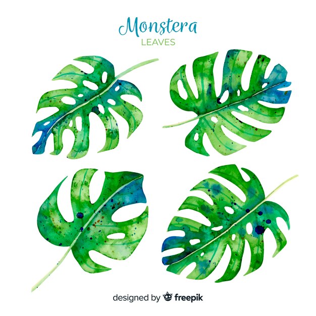 Watercolor monstera leaves