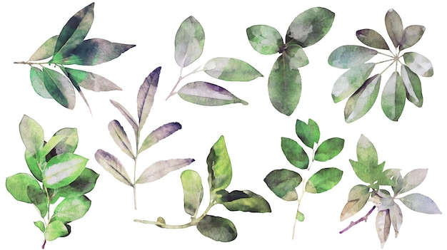 Free vector watercolor nature floral leaves collection