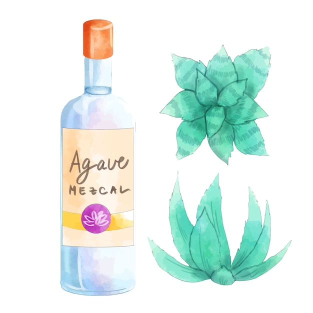 Watercolor painted mezcal illustration