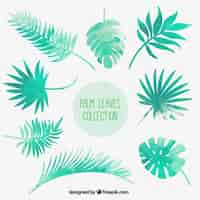 Free vector watercolor palm leaves collection