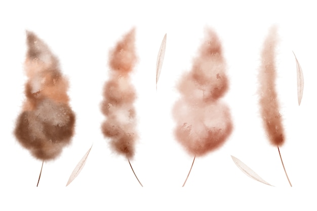 Watercolor pampas illustration set