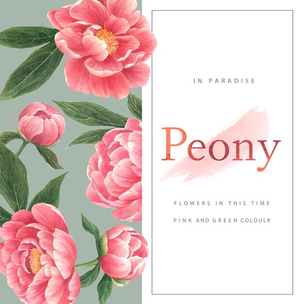 watercolor Peony flowers card