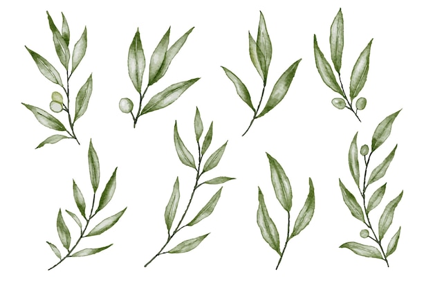Free vector watercolor plant leafs set