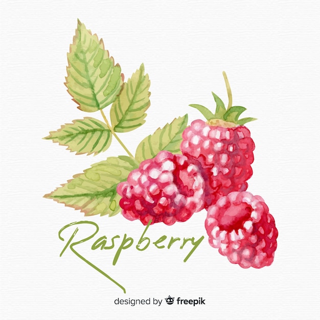 Free vector watercolor raspberries background