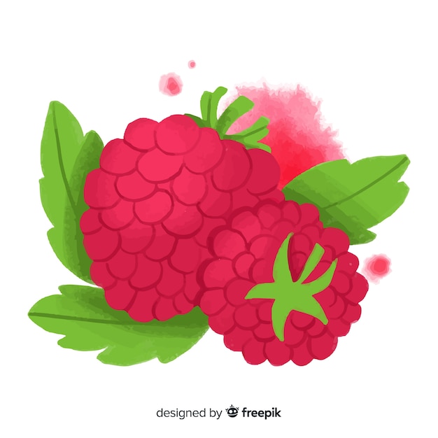 Watercolor raspberry