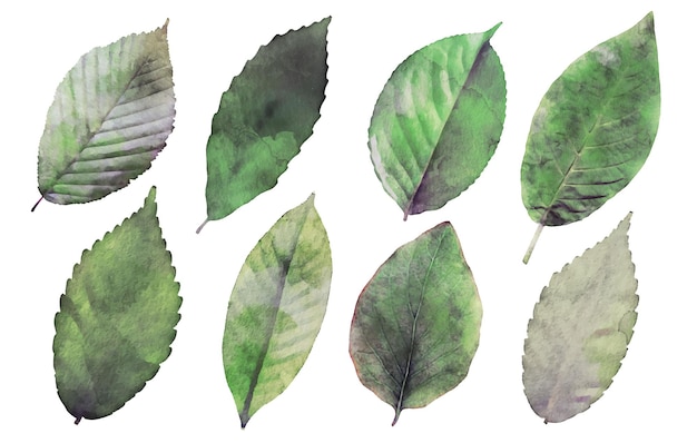 無料ベクター 水彩の現実的な葉の分離要素セット