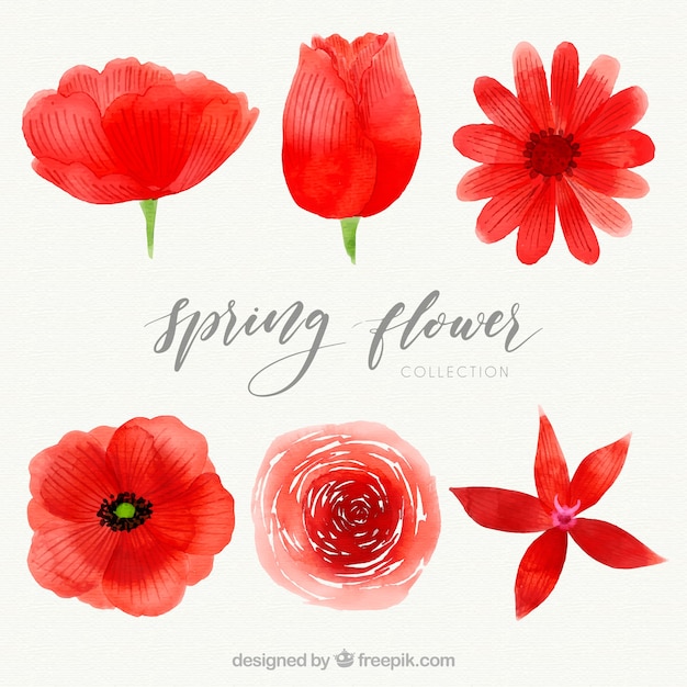無料ベクター 水彩赤い春の花パック