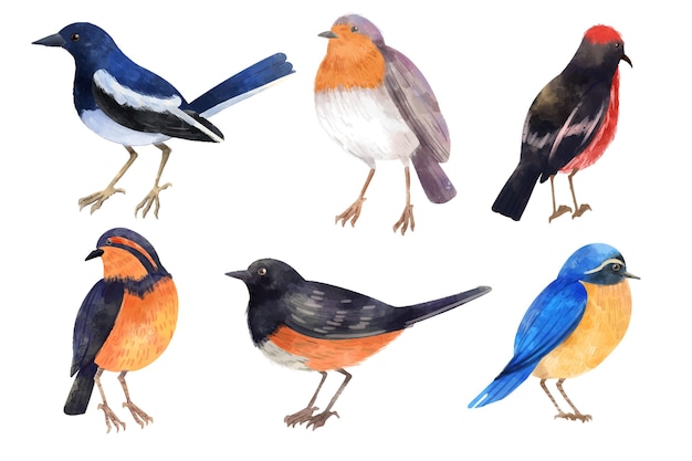 Watercolor robin collection