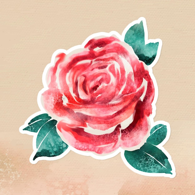 Наложение акварельной розы с белой каймой