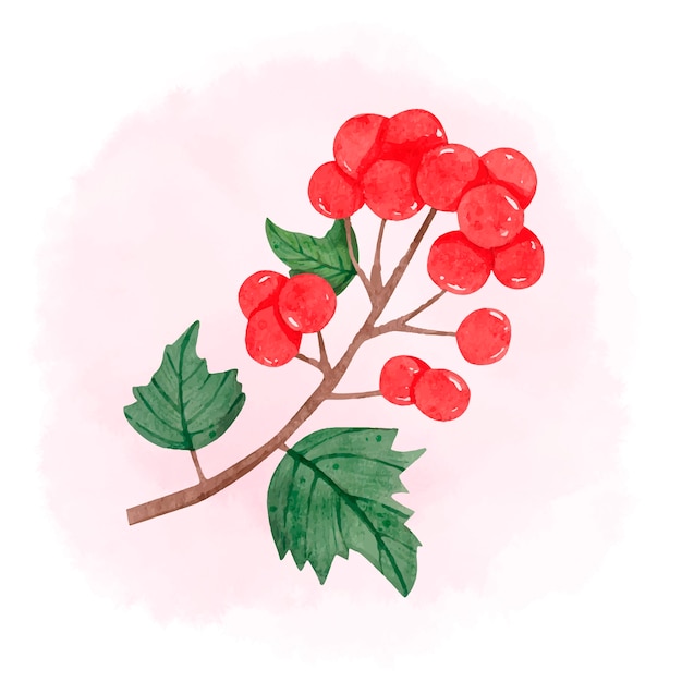 Watercolor rowan or viburnum flowers illustration