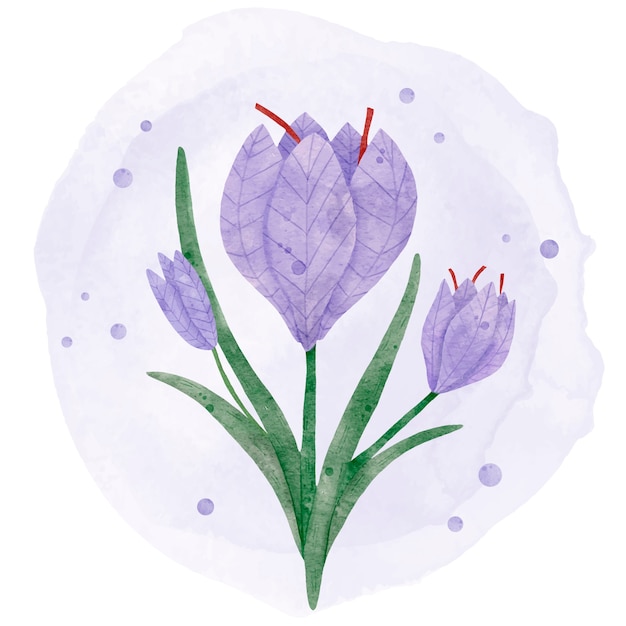 Free vector watercolor saffron flower illustration