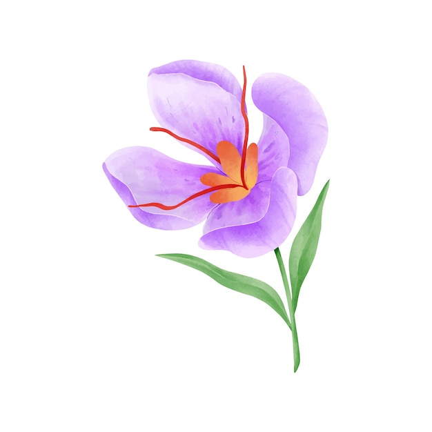 Vettore gratuito illustrazione del fiore di zafferano dell'acquerello