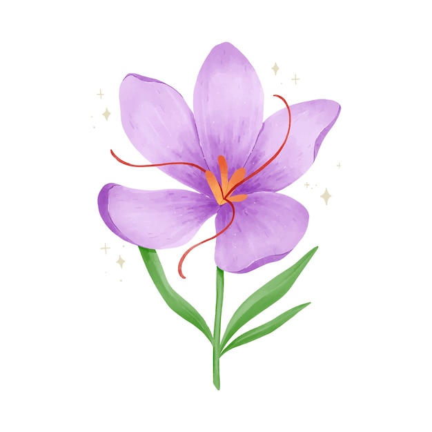 Watercolor saffron flower illustration