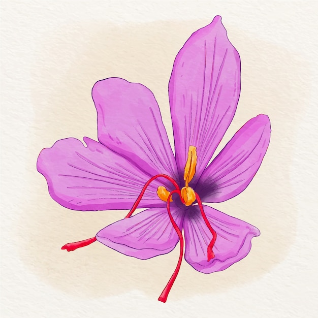 Watercolor saffron illustration