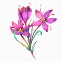 Free vector watercolor saffron illustration