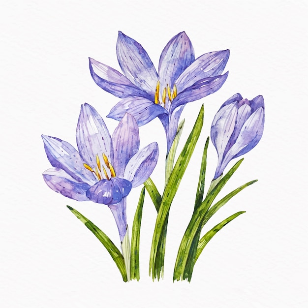 Watercolor saffron illustration