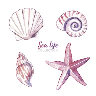 Watercolor sea life