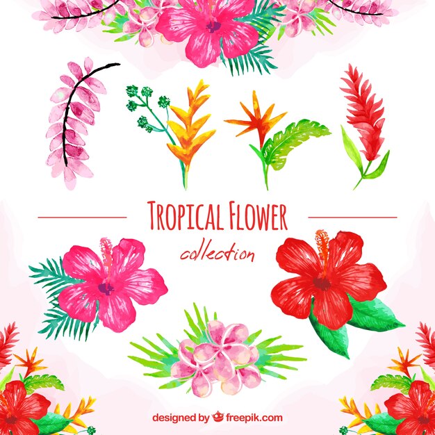 Акварельный набор красочных тропических цветов