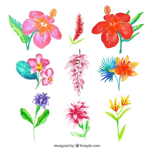 다채로운 열 대 꽃의 수채화 세트