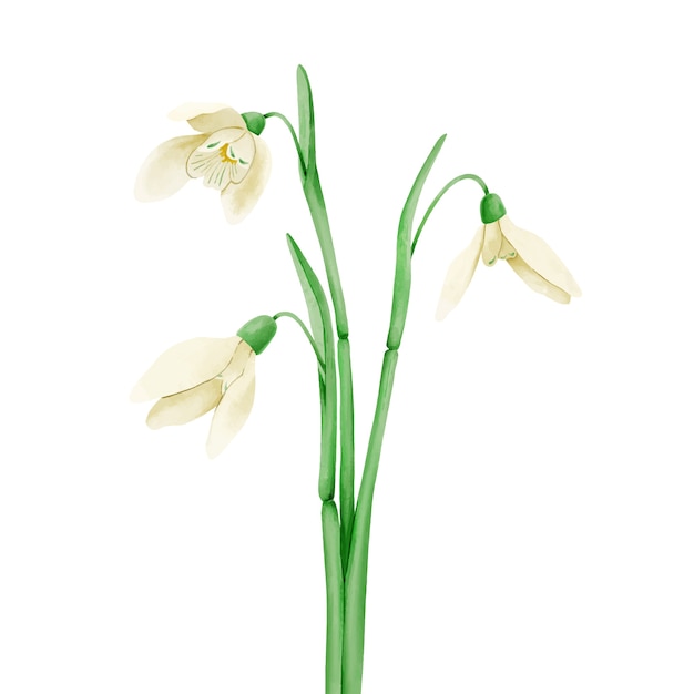 Vettore gratuito illustrazione del fiore di bucaneve dell'acquerello