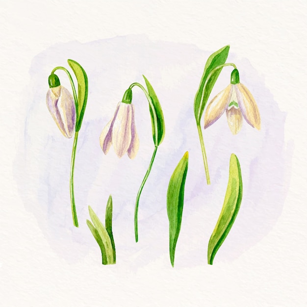 Vettore gratuito illustrazione del fiore di bucaneve dell'acquerello