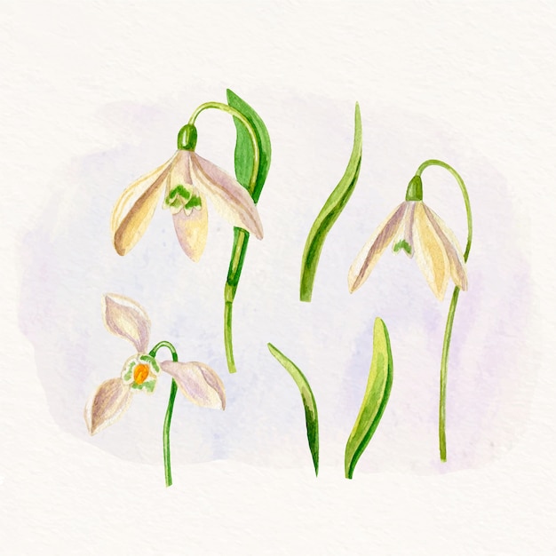 Watercolor snowdrop flower illustration