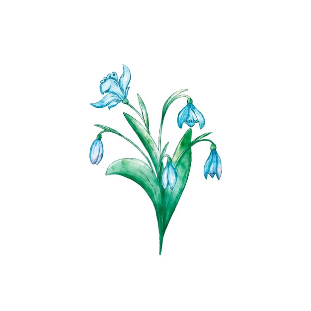 Watercolor snowdrop illustration