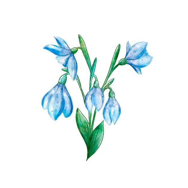 Watercolor snowdrop illustration