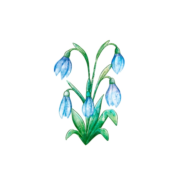 Watercolor snowdrop illustration