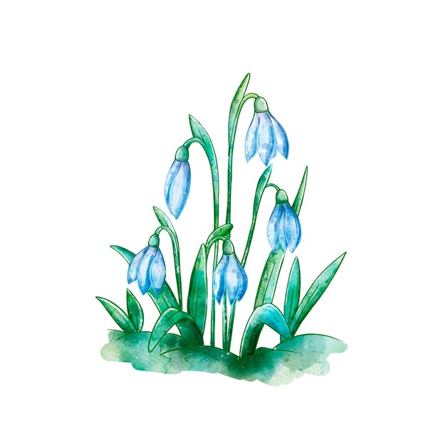 Watercolor snowdrop illustration