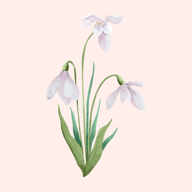 Watercolor snowdrop illustration