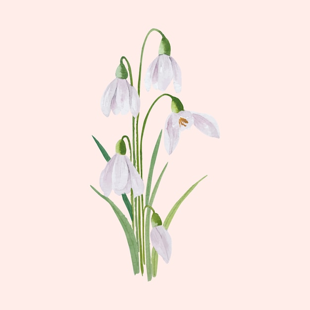 Free vector watercolor snowdrop illustration