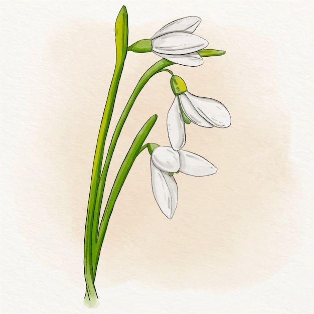 Free vector watercolor snowdrop illustration