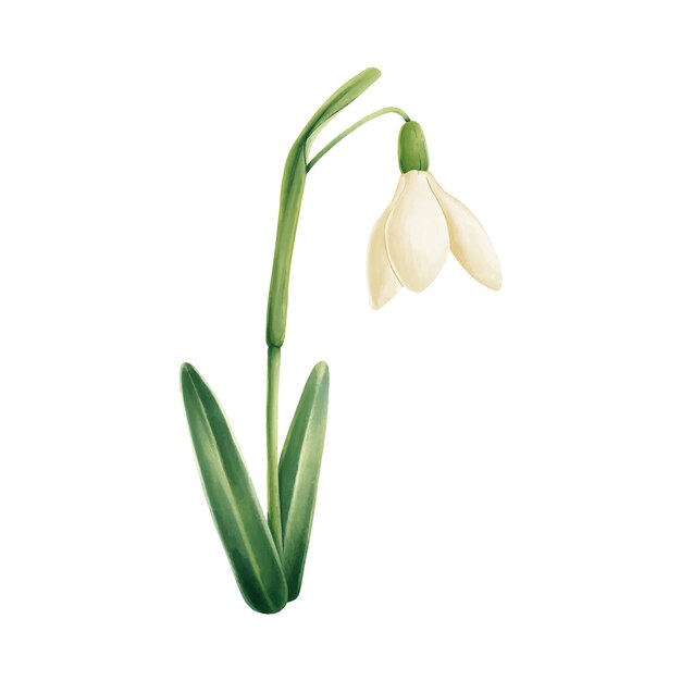 Watercolor snowdrop illustration