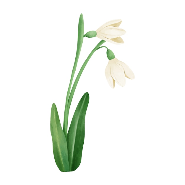 Free vector watercolor snowdrop illustration