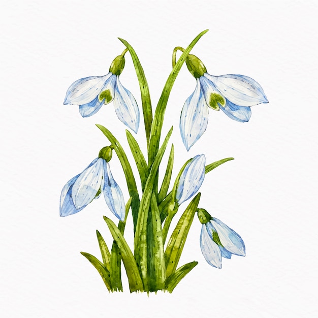 Watercolor snowdrop illustration