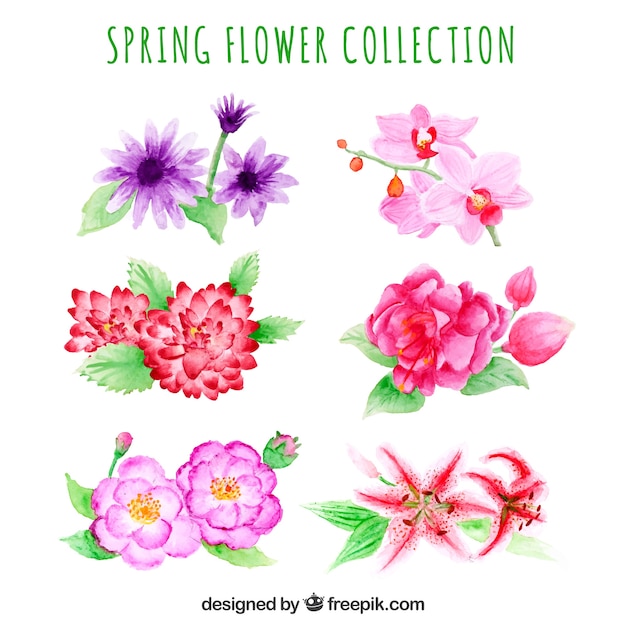 Watercolor spring flower collection