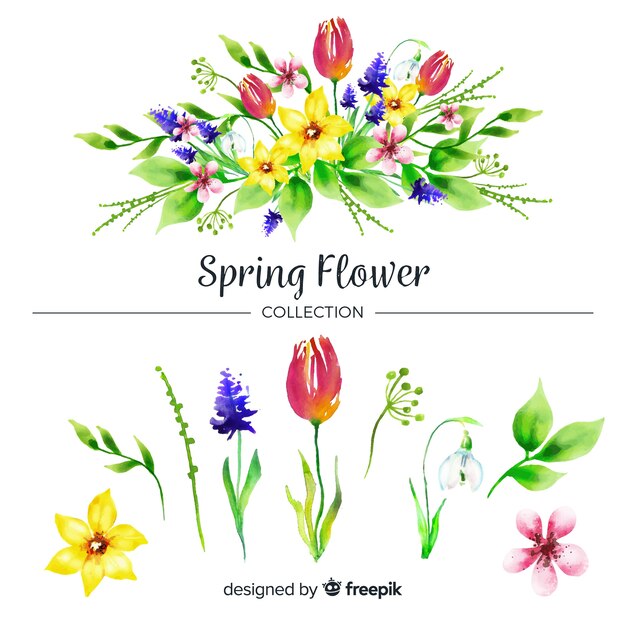 Watercolor spring flower collection