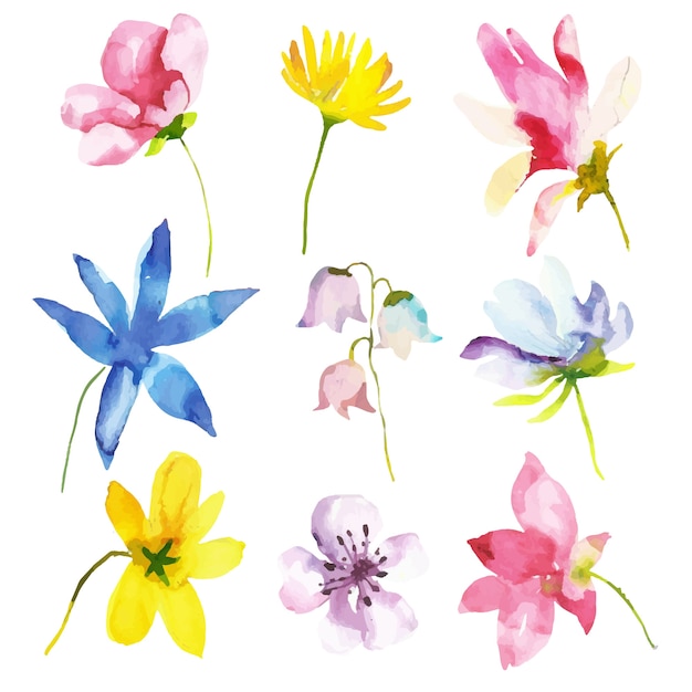 Watercolor spring flower collection