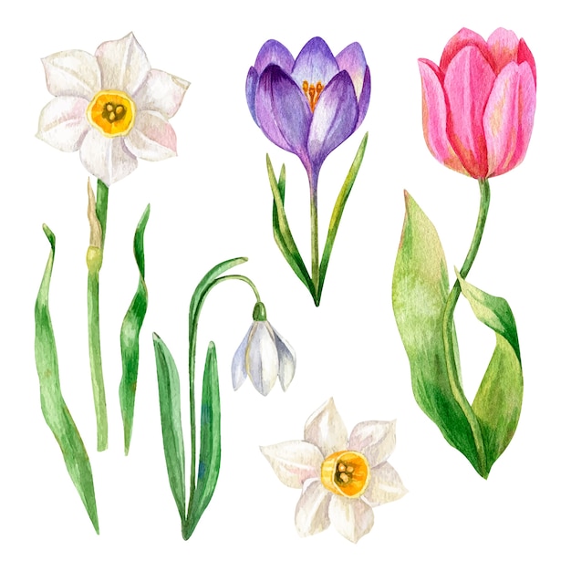 Free vector watercolor spring flower collection