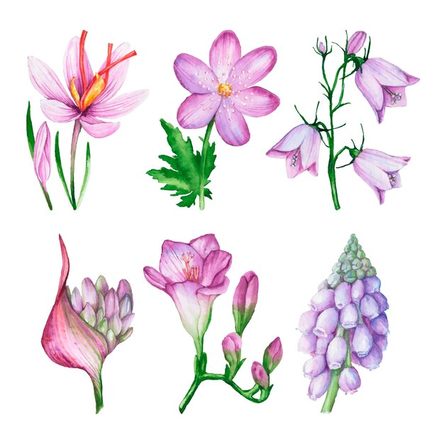 Watercolor spring flower collection