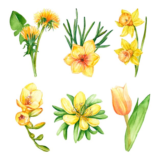 Watercolor spring flower collection