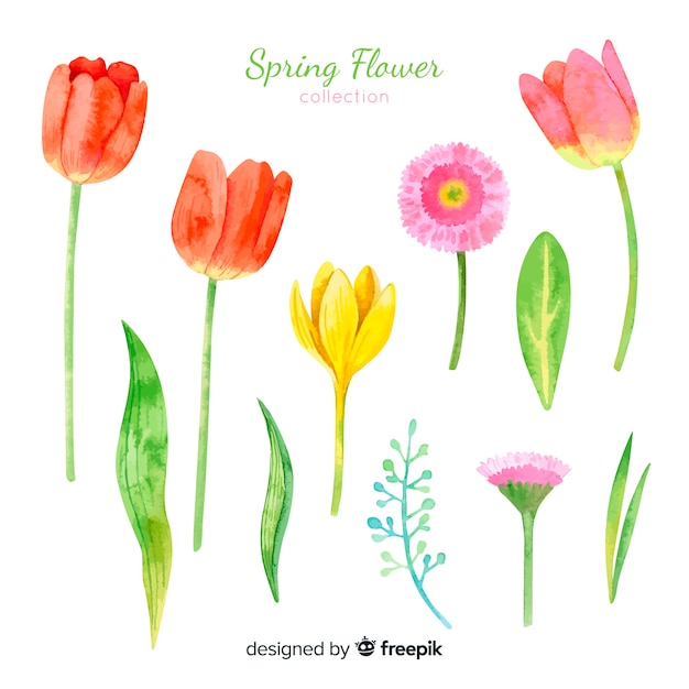 Watercolor spring flower collection