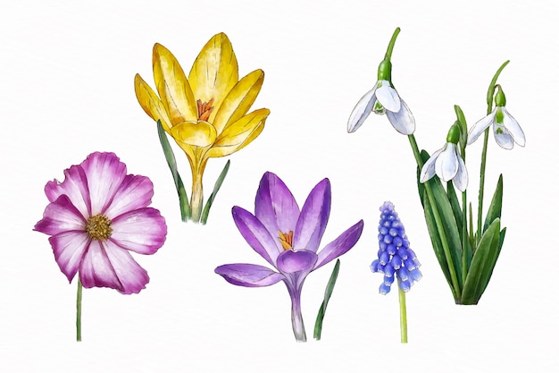 Watercolor spring flower pack