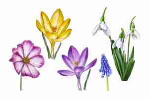 Free vector watercolor spring flower pack