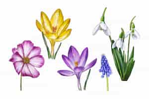 Бесплатное векторное изображение Акварель весенний цветочный пакет