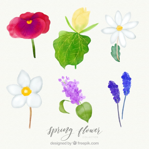 Watercolor spring flower set