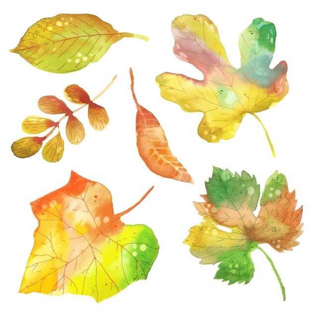 Watercolor style autumn leaves collection